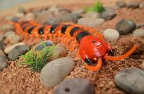 Сколопендра на и/к управлении Scolopendra (коричневый)